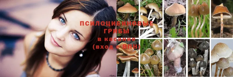 Галлюциногенные грибы Magic Shrooms  Тетюши 